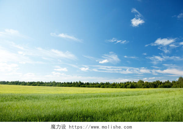 清新明亮自然风景春天蓝天白云下一望无际广阔的麦田风景图希望的田野